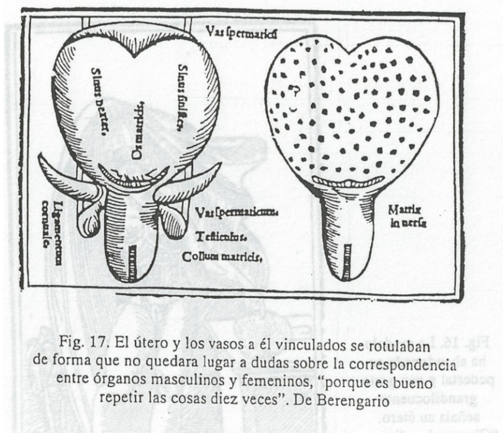 El útero y los vasos a él vinculados se rotulaban de forma que no quedara lugar a dudas sobre la correspondencia entre órganos masculinos y femeninos