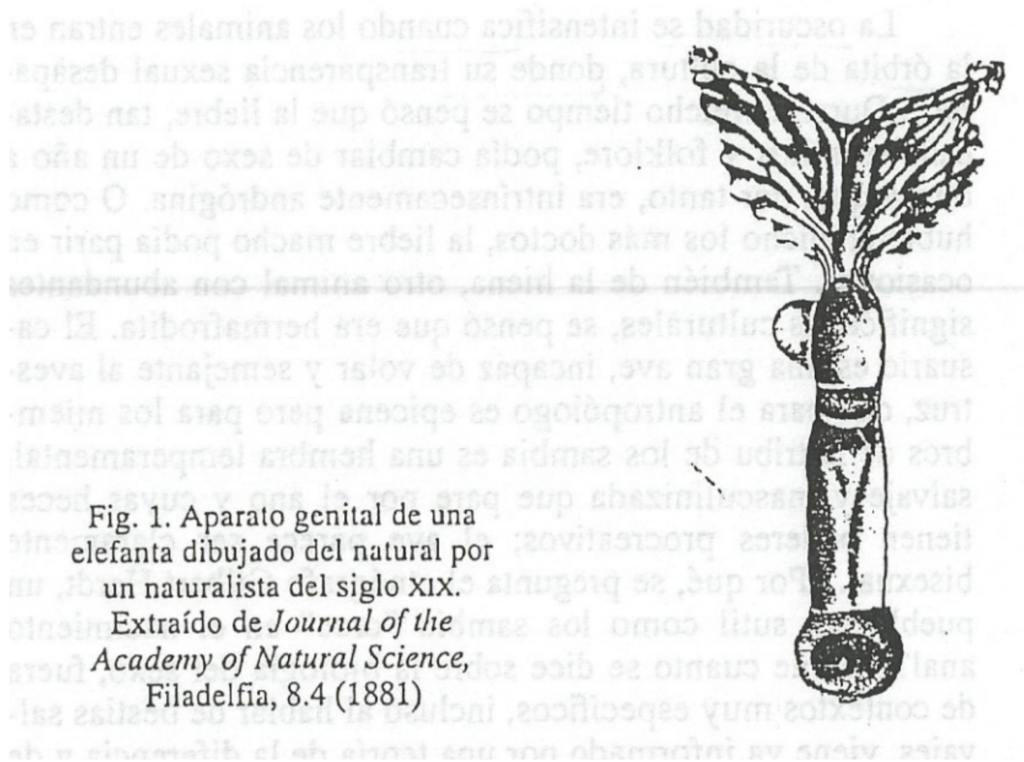 Aparato genital de una elefanta dibujado del natural por un naturalista del siglo XIX