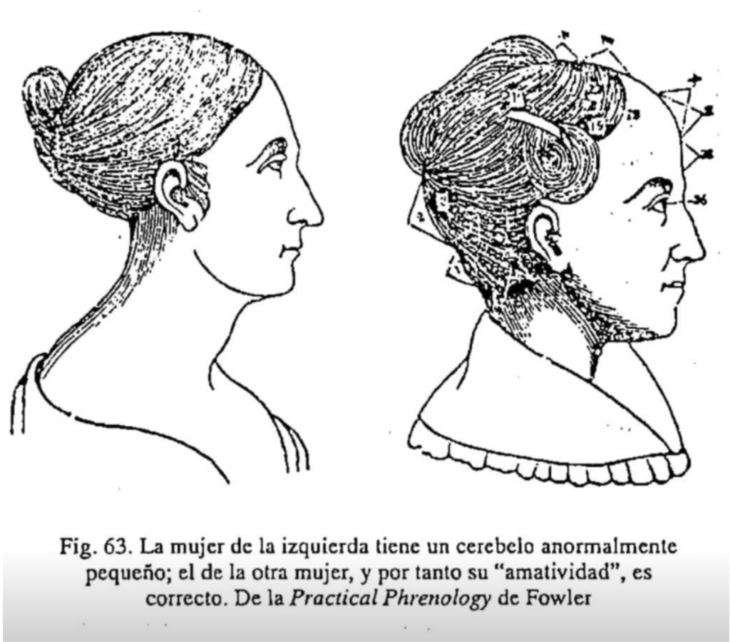 comparación de mujeres según tamaño del cerebelo. Libro Making Sex: body and gender from the greeks to freud 1992